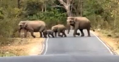 हरिद्वार चीला रेंज में सैलानियों को दिखा हाथियों का झुंड, नजदीकी से किया दीदार