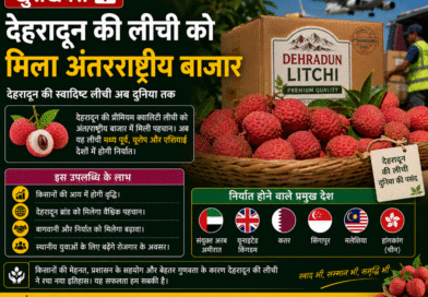 देहरादून की लीची को मिला अंतरराष्ट्रीय बाजार