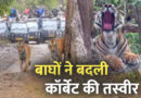 International Tiger Day: बाघों ने बदली कॉर्बेट की तस्वीर, पर्यटन से रोजगार तक बढ़ी रफ्तार