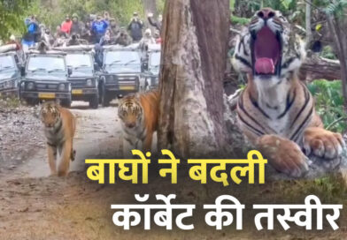 International Tiger Day: बाघों ने बदली कॉर्बेट की तस्वीर, पर्यटन से रोजगार तक बढ़ी रफ्तार