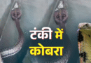 मानसून में रहें सतर्क! हल्द्वानी में पानी की टंकी में मिला ब्लैक कोबरा, मकान मालिक ने दिखाई समझदारी