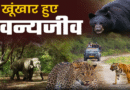वन्यजीव संघर्ष के लिए बनेगी जनपद स्तरीय कमेटी, पंचायतों की भूमिका को मजबूत करने पर होगा बल